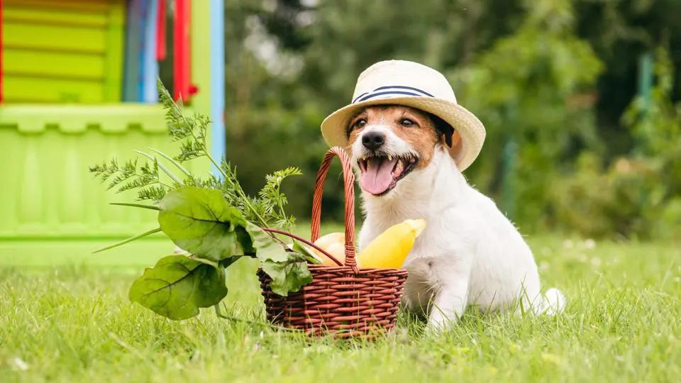 Fruit & Veg Treats